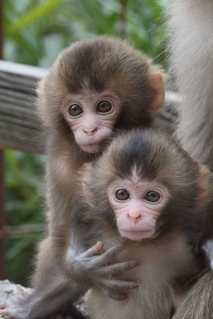 Từ 15/7 đến cuối tháng sẽ có thay đổi, phúc khí thổi đến, gạt hết những điều không may. Con giáp làm đâu thắng đó, liên tiếp ký được hợp đồng làm ăn, khách hàng thi nhau kéo đến. Tuổi Thân từ nay ngập trong phú quý, phúc lộc dồi dào, gia đình thuận hoà, yên ấm.