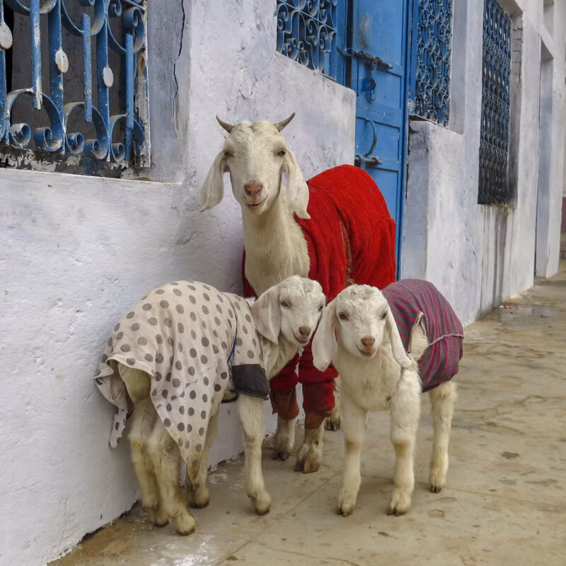 Tuổi Mùi trở nên giàu có, cũng sẽ thúc đẩy hỷ sự. Do đủ đầy về kinh tế, sự nghiệp tuổi Mùi không còn ngần ngại gì mà không sớm tiến tới hôn nhân. Từ đấy, con giáp ổn định cuộc sống gia đình, càng yên tâm dốc lòng phát triển sự nghiệp.