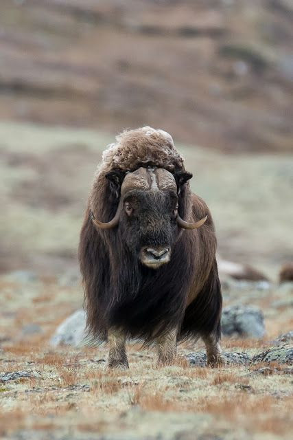 Con giáp có một trái tim nhân hậu, không bao giờ làm hại ai mà thường giúp đỡ người khác. Chính vì vậy tuổi Sửu thường được Thần Tài chiếu cố, quý nhân trợ giúp.