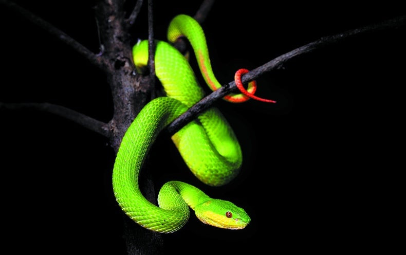 Tuổi Tỵ còn giỏi trong việc xây dựng đội ngũ kinh doanh vững mạnh, vì vậy, ngay cả khi ngồi không, con giáp vẫn thu được một đống tài lộc từ cả hệ thống của mình.