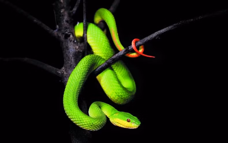 Tuổi Tỵ còn giỏi trong việc xây dựng đội ngũ kinh doanh vững mạnh, vì vậy, ngay cả khi ngồi không, con giáp vẫn thu được một đống tài lộc từ cả hệ thống của mình.