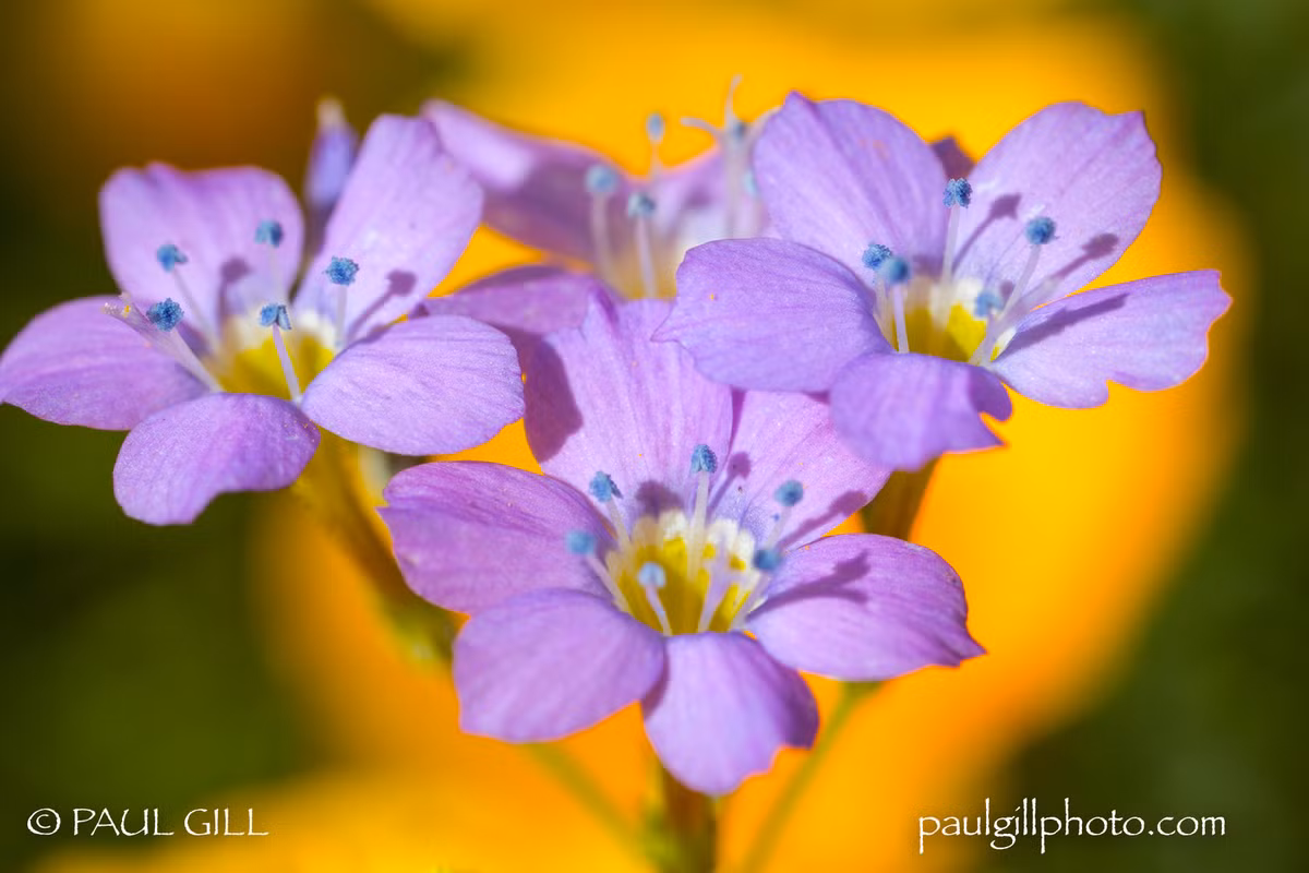 Tuổi Tý: Quý nhân tương trợ, tài vận dồi dào: Thời gian cuối tháng 4/2018, vận thế của người tuổi Tý vô cùng khởi sắc. Điều này ngoài sự nỗ lực phấn đấu của bản thân, còn do một nhân tố hết sức quan trọng, đó chính là con giáp này được quý nhân giúp đỡ đặc biệt là trong công việc. Do được cấp trên, đồng nghiệp hỗ trợ nên người tuổi Tý giảm bớt được nhiều áp lực trong công việc, khiến cho công việc hoàn thành xuất sắc. Ngoài ra, con giáp này còn có cơ hội tăng lương hoặc kiếm được một khoản tiền lớn trong thời gian cuối tháng. Ảnh: wildinarizona.com.