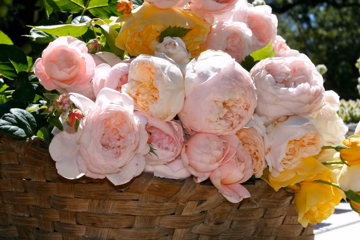 Người sinh vào mùng 6 âm lịch luôn biết cách hòa đồng với mọi người, sẵn lòng giúp đỡ bạn bè nên trên con đường phát triển sự nghiệp và kinh doanh luôn thuận lợi bởi luôn có người hỗ trợ trong mọi tình huống. Ngoài ra, với ý chí phấn đấu và sự học hỏi không ngừng nên người sinh vào mùng 6 âm lịch sẽ sớm có được cuộc sống sung túc, giàu sang. Ảnh: baidu.com.