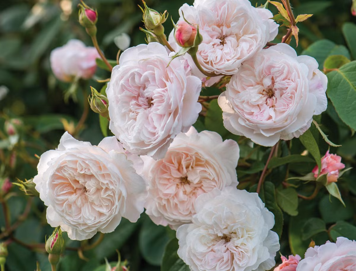 Ngày 14 âm lịch: Người sinh ngày 14 âm lịch luôn đem lại cảm giác chính trực, thẳng thắn và thành thực đối với người đối điện. Ảnh: baidu.com. 