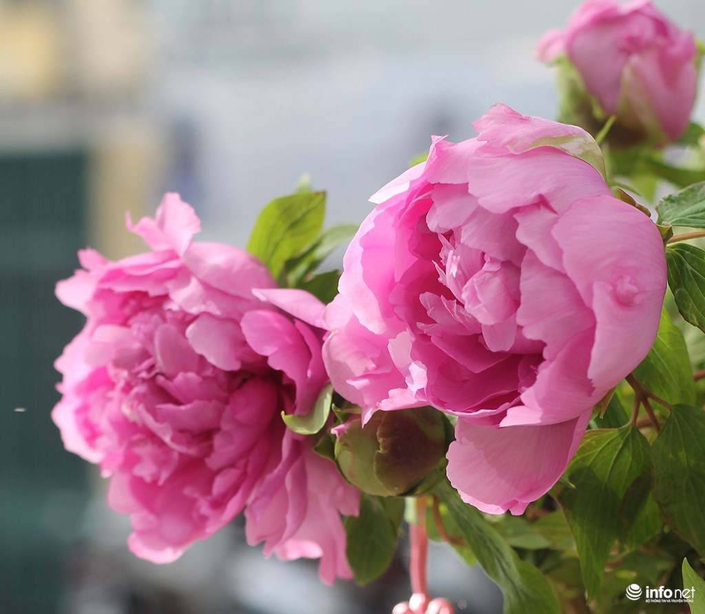 Tuổi Thìn: Công việc: mọi việc diễn ra không theo dự định. Tài vận: không nên bỏ tiền ra đầu tư. Tình cảm: sức khỏe ảnh hưởng đến chuyện tình cảm. Ảnh:24h.com.vn. 