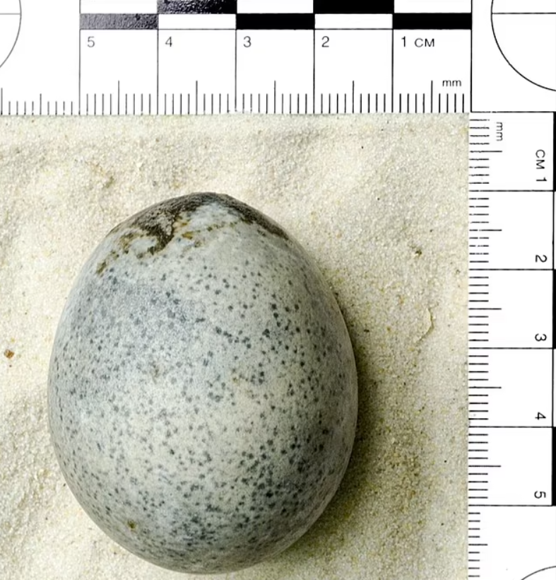 Theo các chuyên gia khảo cổ học, trứng Aylesbury là quả trứng cổ đại còn toàn vẹn duy nhất trên thế giới. Thế nên, điều này đã gây ra sự thích thú và phấn khích trong giới khảo cổ học quốc tế. Ảnh: @Oxford Archaeology.