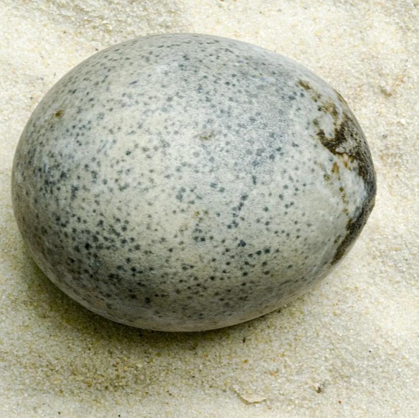 Cuộc thảo luận giữa các nhà khảo cổ công trình này đã đề cập đến ý nghĩa tượng trưng của trứng trong các nghi lễ tôn giáo của người La Mã cổ đại, với suy đoán rằng, chúng có thể được đặt làm lễ vật cầu nguyện để xoa dịu các vị thần, hoặc đảm bảo cho sự thịnh vượng. Ảnh: @Oxford Archaeology.