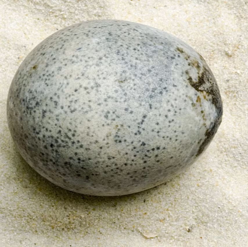 Cuộc thảo luận giữa các nhà khảo cổ công trình này đã đề cập đến ý nghĩa tượng trưng của trứng trong các nghi lễ tôn giáo của người La Mã cổ đại, với suy đoán rằng, chúng có thể được đặt làm lễ vật cầu nguyện để xoa dịu các vị thần, hoặc đảm bảo cho sự thịnh vượng. Ảnh: @Oxford Archaeology.