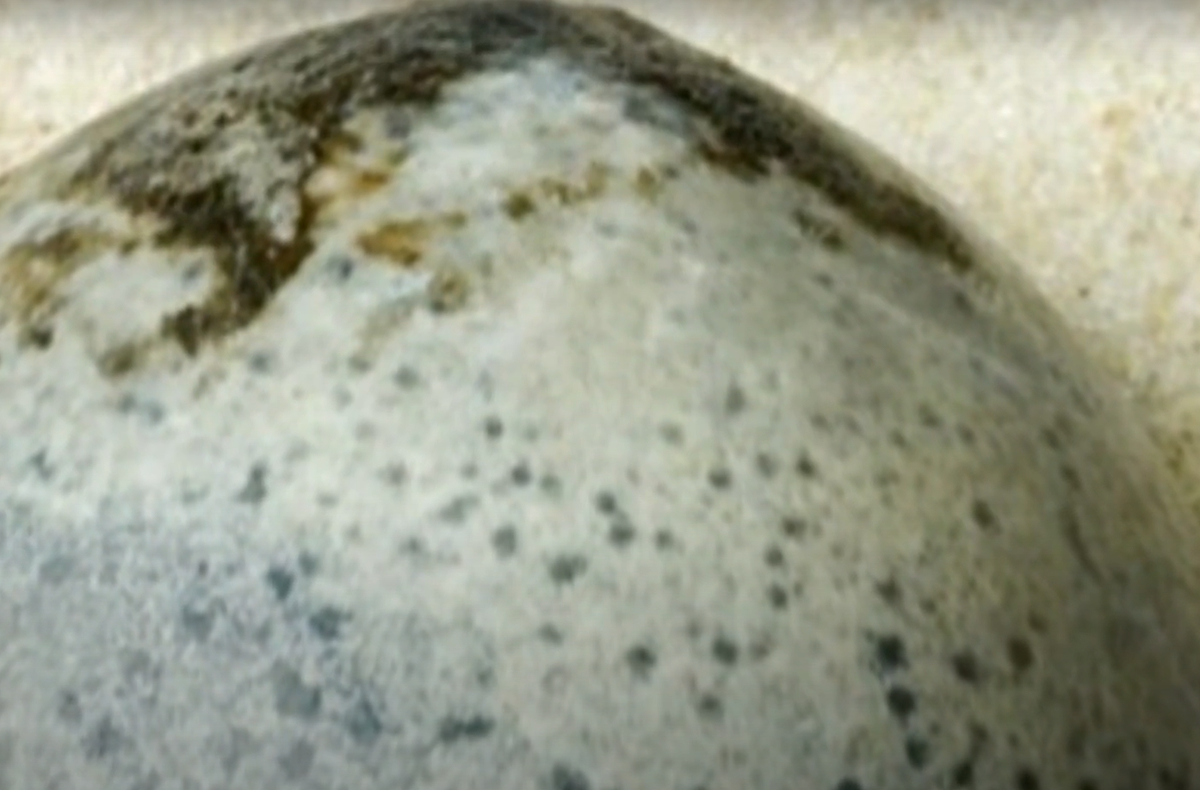 Dana Goodburn-Brown, một nhà bảo tồn khảo cổ học và nhà khoa học vật liệu tham gia vào cuộc khai quật này, đã bày tỏ sự kinh ngạc trước khả năng bảo quản của quả trứng. Ảnh: @Oxford Archaeology.