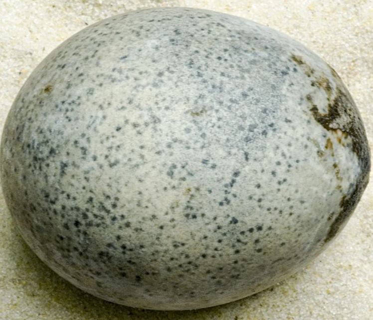 Quả trứng hiện được lưu giữ tại Bảo tàng Discover Bucks ở Aylesbury, và các kế hoạch nghiên cứu chuyên sâu tiếp theo nhấn mạnh tầm quan trọng của trứng Aylesbury như một phát hiện hiếm có và vô giá. Ảnh: @Oxford Archaeology.