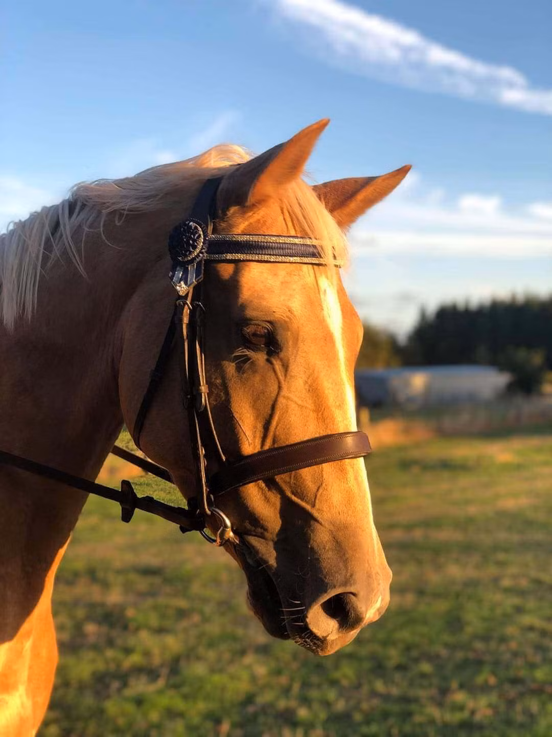  Tuổi Ngọ: Dự đoán ngày mới tử vi 12 con giáp ghen tỵ vì hôm nay bạn sẽ vớ bẫm, động vào đâu là sinh lời ở đó. Tốc chiến tốc thắng là lý do giúp bạn có được khoản lãi trong mơ. Có cơ hội gương vỡ lại lành, quay lại với người cũ nếu bạn thực sự còn tình cảm. 