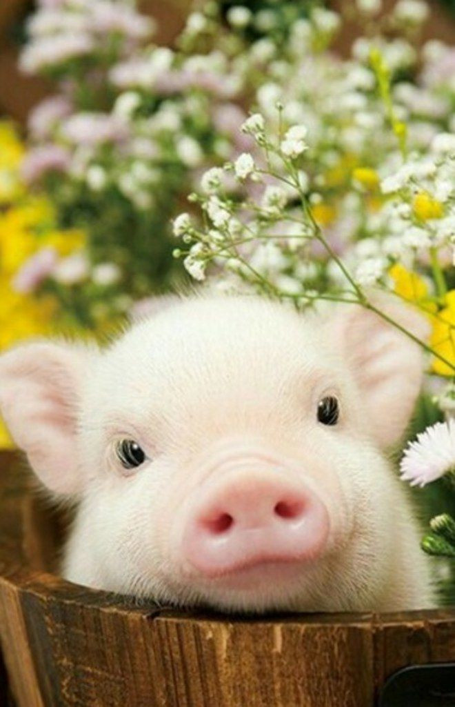  Tuổi Hợi: Dự đoán ngày mới tử vi 12 con giáp cảnh báo, bạn đừng giở thói biếng nhác ra qua mặt cấp trên, nếu không sẽ lãnh trọn hậu quả. Làm việc cần tập trung, đảm bảo hiệu quả. Kinh tế dư giả khiến họ càng thêm ỷ lại vào nửa kia, chỉ lo ăn chơi, hưởng thụ, không tính chuyện lâu dài. * Thông tin trong bài chỉ mang tính chất tham khảo, chiêm nghiệm