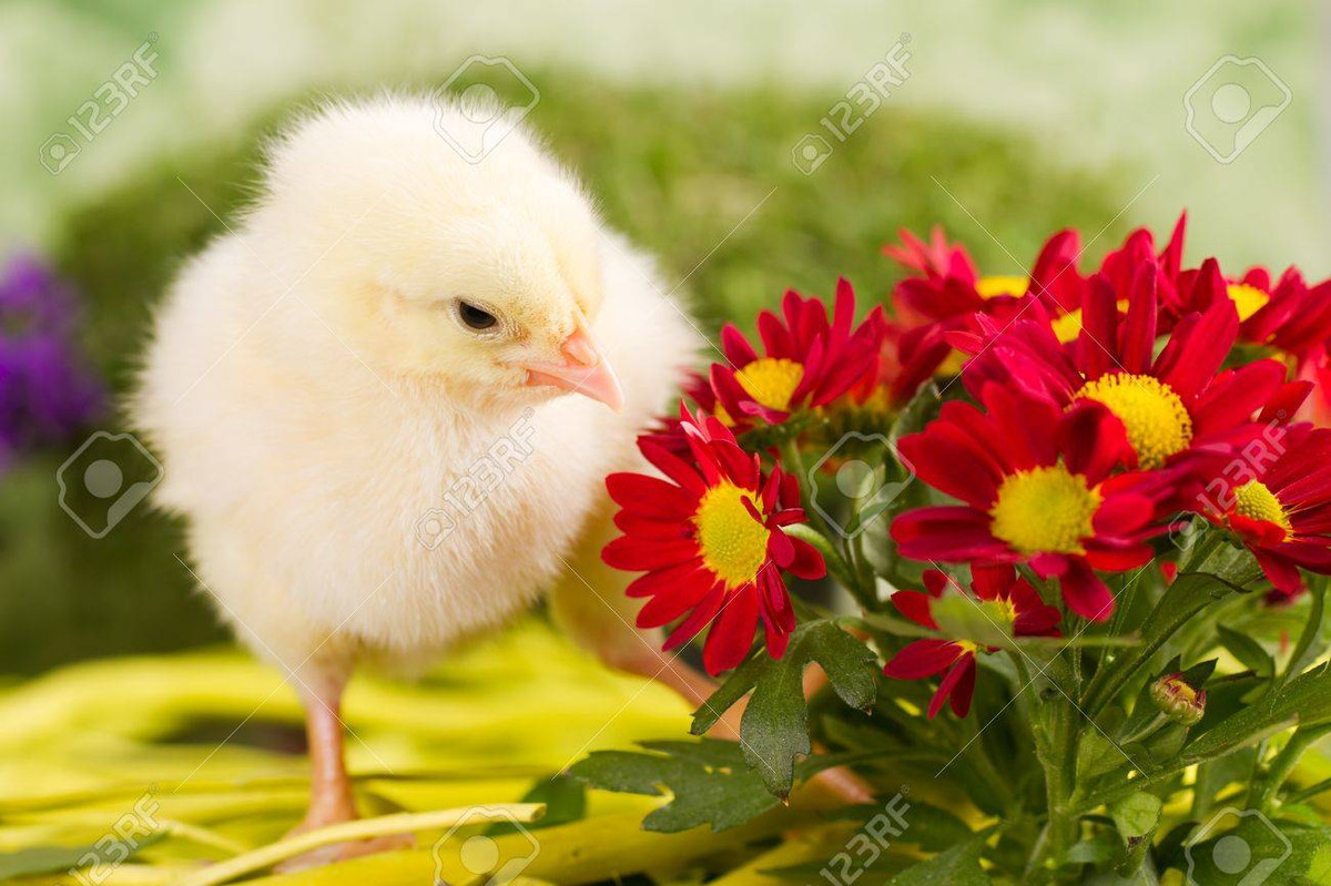  Tuổi Dậu: Dự đoán ngày mới tử vi 12 con giáp nhắc nhỏ, bạn cần cảnh giác khi đi ra ngoài, tránh bị cướp giật, quên đồ. Chuyện tình cảm trắc trở, bị người khác nẫng tay trên. Ở chỗ làm may sao bạn khá bản lĩnh nên vượt qua mọi khó khăn đường hoàng và giành ưu thế về tiền bạc. 