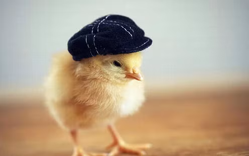 Tuổi Dậu nhìn nhận vấn đề một cách khách quan sẽ dễ dàng tìm ra hướng giải quyết. Con giáp thu nhập tăng cao, lại biết cách tiết kiệm nên tích lũy được một khoản đáng kể.