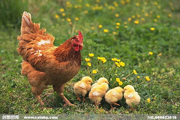 Tuổi Dậu: Sự nghiệp: đề phòng tiểu nhân hãm hại trong công việc. Tài vận: tình hình tài chính bình thường. Tình cảm: xảy ra nhiều mâu thuẫn trong tình cảm. Sức khỏe: chú ý đến các khớp. Con số may mắn: 4, 9. Màu sắc may mắn: màu trắng. Hướng may mắn: hướng Tây.