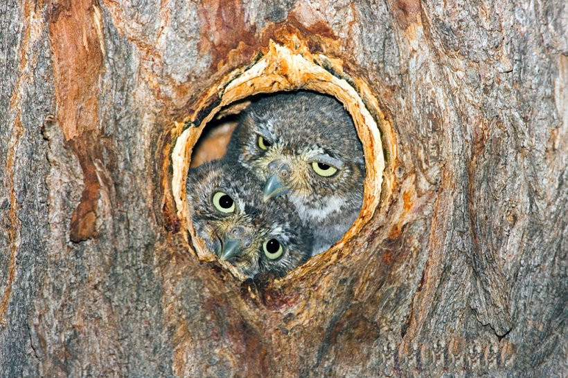 Trong mùa giao phối, con đực tán tỉnh con cái bằng cách hót thật to từ bên trong tổ của chúng, dụ dỗ những con cái muốn làm bạn tình đến xem tổ chúng làm. Ảnh: @The Owl Pages.