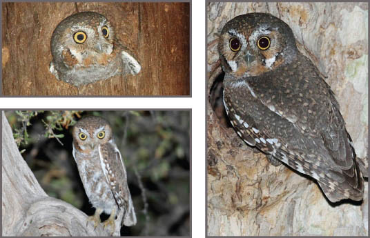 Trong khi các thành viên lớn hơn của họ cú ăn các loài động vật có vú nhỏ, thì cú elf là loài săn côn trùng nhanh nhẹn chủ yếu săn bướm đêm, bọ cánh cứng và dế, nhưng chúng cũng săn bọ cạp, nhện và ve sầu. Ảnh: @rachelcarsoncouncil.