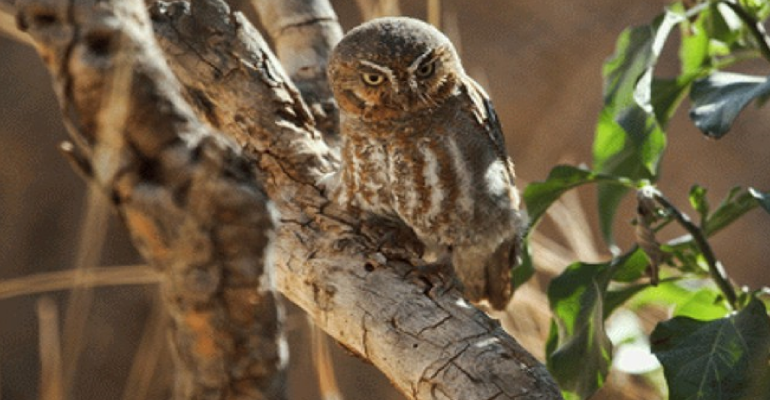 Nếu bắt được nhiều hơn mức cần thiết, chúng sẽ cất phần thức ăn thừa trong tổ để ăn sau. Khi con mồi là bọ cạp, cú elf luôn thận trọng loại bỏ ngòi chích chứa nọc độc của bọ cạp trước khi ăn hoặc cho con non ăn. Ảnh: @Arizona Daily Independent.