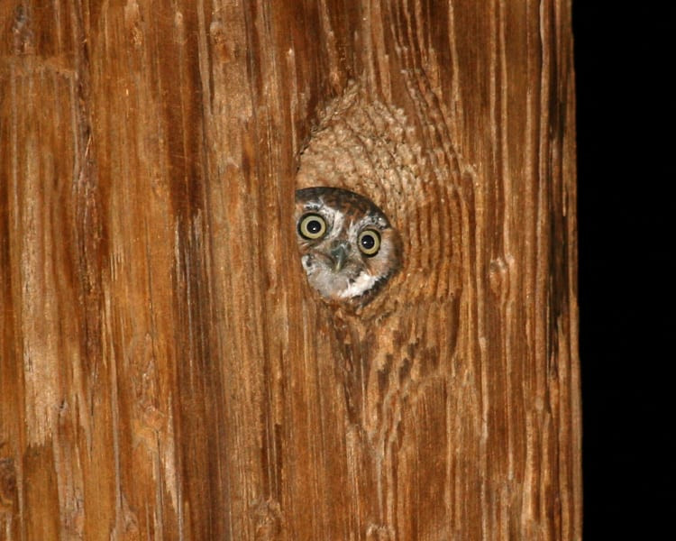 Nhờ có thị lực và thính giác tuyệt vời, cú elf là loài kiếm ăn về đêm lành nghề, bắt con mồi khi đang bay, trên mặt đất hoặc trên cây. Chúng kiên nhẫn chờ đợi ở chỗ đậu và tóm lấy mục tiêu đã định bằng chân hoặc mỏ. Ảnh: @Birdspix.