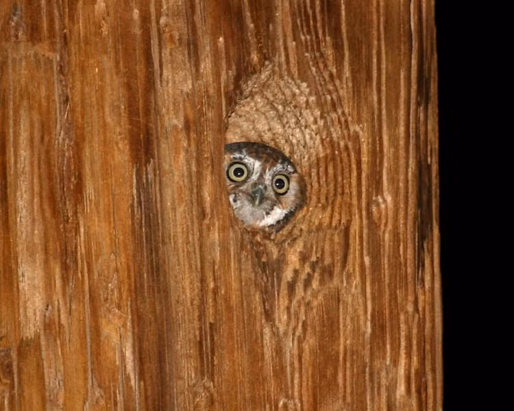 Nhờ có thị lực và thính giác tuyệt vời, cú elf là loài kiếm ăn về đêm lành nghề, bắt con mồi khi đang bay, trên mặt đất hoặc trên cây. Chúng kiên nhẫn chờ đợi ở chỗ đậu và tóm lấy mục tiêu đã định bằng chân hoặc mỏ. Ảnh: @Birdspix.