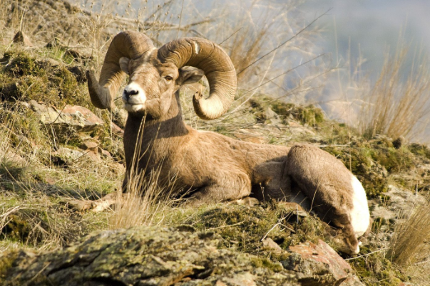 Tuổi Mùi tháng này được quý nhân che chở. Chỉ cần con giáp tận tâm trong mọi việc sẽ được lãnh đạo và đồng nghiệp ghi nhận và ủng hộ. Con giáp có thể đầu tư sinh lời, nhưng chú ý có tiến có lùi thích hợp, đừng vì tham lam mà quá đà.