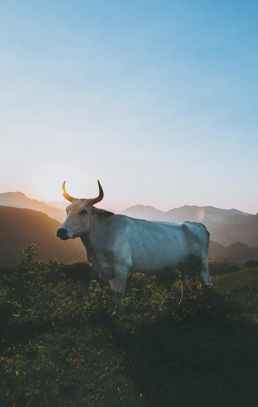 Cũng theo dự đoán cho 12 con giáp tháng 5, tuổi Sửu vẫn trong năm tuổi, tháng này chịu ảnh hưởng tam tai nặng nề. Vì vậy mọi việc không theo ý muốn, dễ bị tiểu nhân cản trở, cần chú ý các mối quan hệ xung quanh. Con giáp đặc biệt chú ý các mối quan hệ với tuổi Ngọ, Mùi, Tuất kẻo ảnh hưởng xấu đến tài lộc.