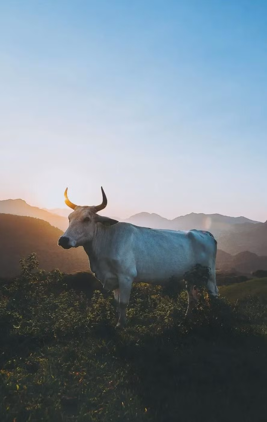 Cũng theo dự đoán cho 12 con giáp tháng 5, tuổi Sửu vẫn trong năm tuổi, tháng này chịu ảnh hưởng tam tai nặng nề. Vì vậy mọi việc không theo ý muốn, dễ bị tiểu nhân cản trở, cần chú ý các mối quan hệ xung quanh. Con giáp đặc biệt chú ý các mối quan hệ với tuổi Ngọ, Mùi, Tuất kẻo ảnh hưởng xấu đến tài lộc.