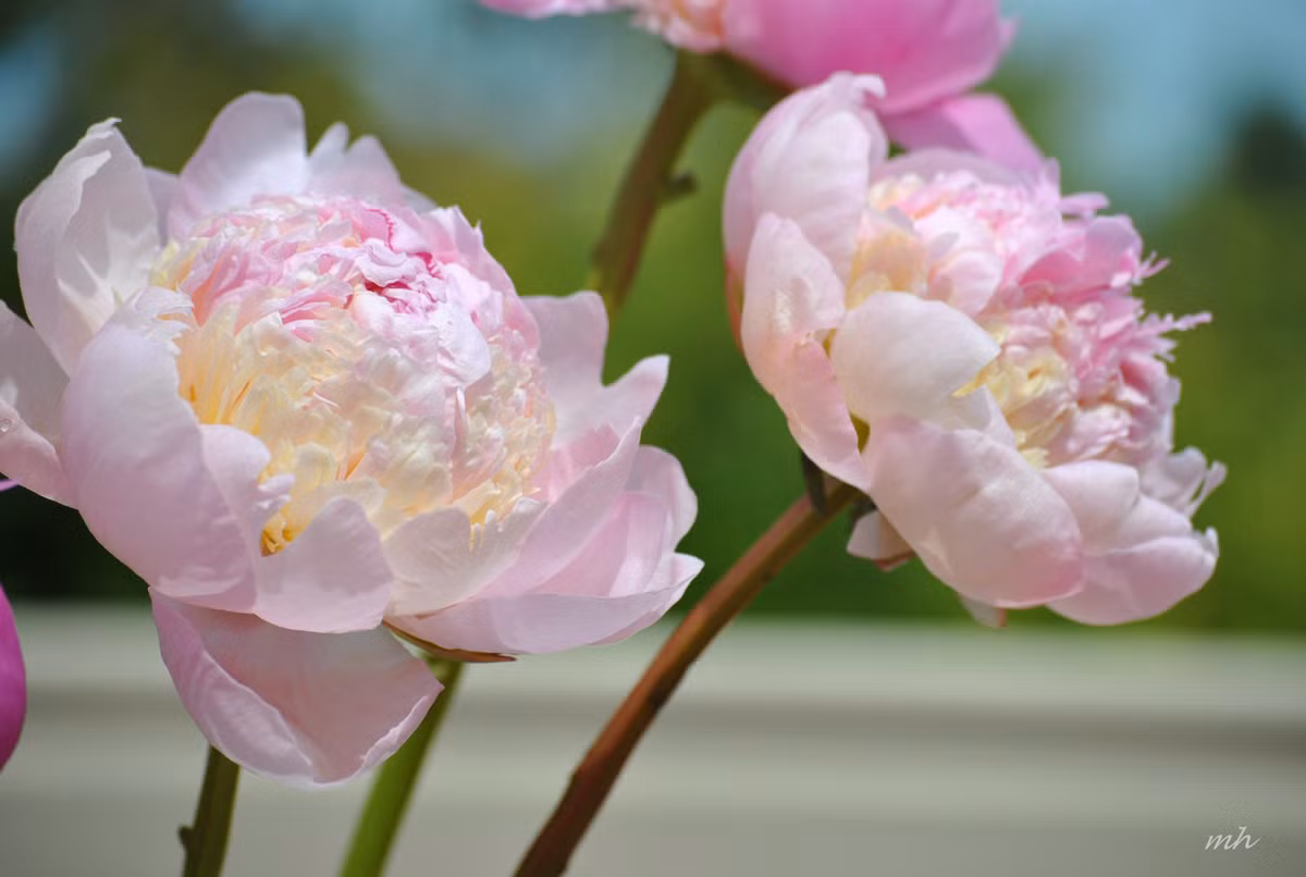 Tuổi Dậu: Công việc: nên cải thiện mối quan hệ với đồng nghiệp. Tài vận: nên hạn chế chi tiêu, tránh lãng phí tiền bạc. Tình cảm: ngày không thích hợp cho việc tìm kiếm ý trung nhân. Ảnh: image.baidu.com.