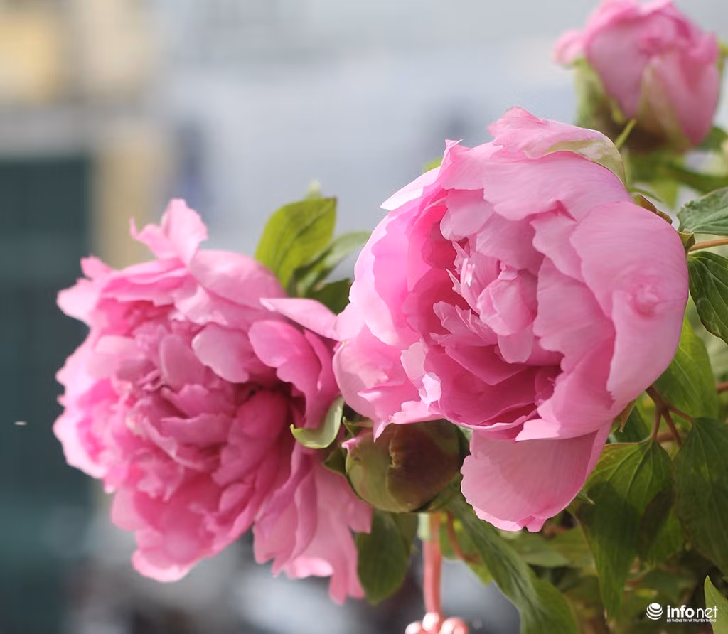 Tuổi Mùi: Công việc: sự nghiệp vượng phát, hoàn thành xuất sắc nhiệm vụ cấp trên giao. Tài vận: tài vận rất tốt, có nhiều khoản thu bất ngờ. Tình cảm: có cơ hội gặp được ý trung nhân. Ảnh: image.baidu.com.