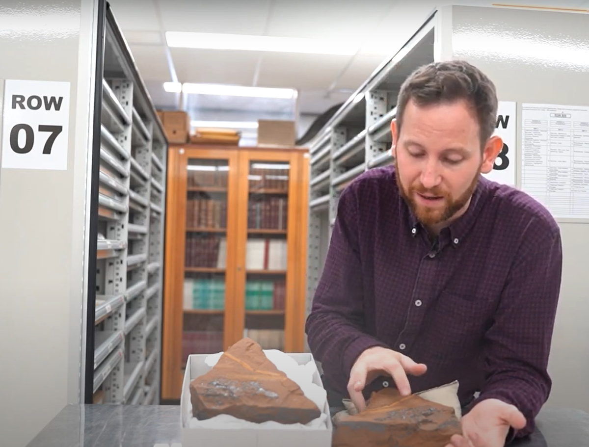 Mặc dù chúng ít được đại diện trong hồ sơ hóa thạch, nhưng các loài trong bộ Osmerifiromes ở Úc ngày nay lại là một phần quan trọng của đa dạng sinh học nước ngọt. Ảnh: @Matthew McCurry.