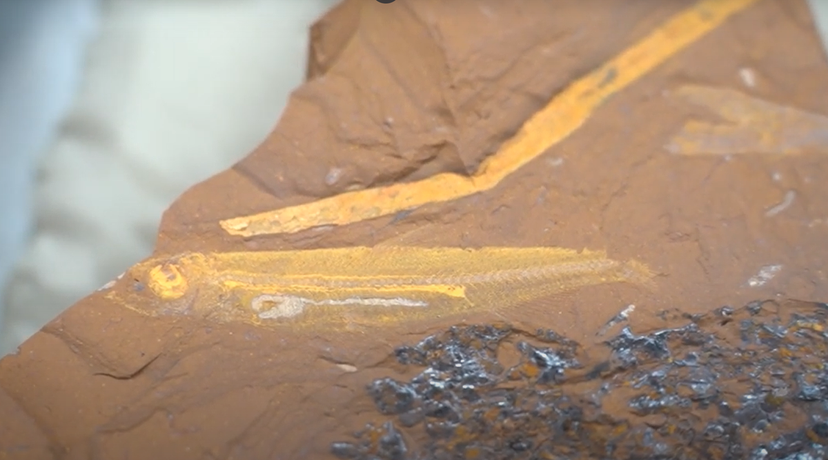 Kết quả, họ phát hiện ra rằng, phần bụng trong các hóa thạch cá chứa một lượng lớn ấu trùng ruồi đen, cho thấy rằng đây là một phần quan trọng trong chế độ ăn của loài cá trích nước ngọt thuộc bộ Osmerifiromes ở Úc. Ảnh: @Matthew McCurry. 