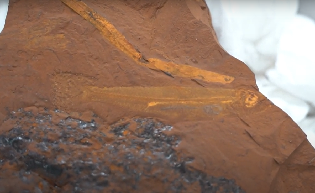 Hóa thạch cũng tiết lộ màu sắc của cá trích nước ngọt thuộc bộ Osmerifiromes khi nó còn sống. Các đốm được gọi là melanophores, chứa sắc tố melanin, được tìm thấy dọc theo cơ thể của cá với màu vàng hoặc cam. Ảnh: @Matthew McCurry.