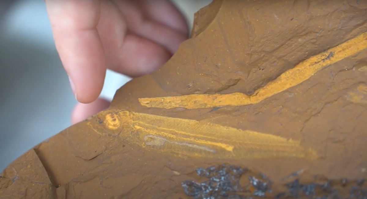 Trong một mẫu vật, có thể nhìn thấy một con bọ cánh cứng ở giữa hàm của cá trích nước ngọt thuộc bộ Osmerifiromes, trong khi các dạ dày khác chứa cánh côn trùng của một loài chưa xác định. Ảnh: @Matthew McCurry.