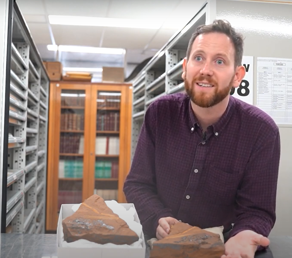 Được phát hiện tại địa điểm hóa thạch McGraths Flat ở New South Wales, Úc, hóa thạch mới là của một loài cá trích nước ngọt thuộc bộ Osmerifiromes. Ảnh: @Matthew McCurry.