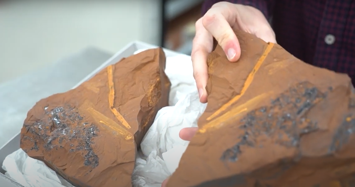 Nhóm nghiên cứu thậm chí còn tập trung thăm dò phần dạ dày của bốn mẫu vật mà họ tìm thấy. Ảnh: @Matthew McCurry.