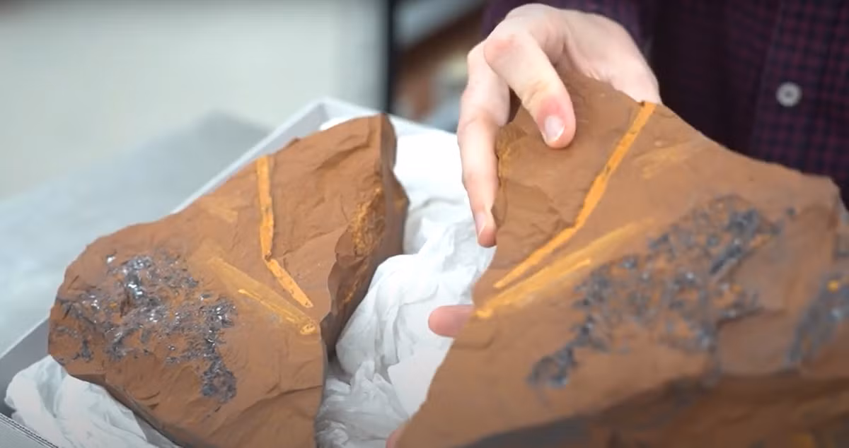 Nhóm nghiên cứu thậm chí còn tập trung thăm dò phần dạ dày của bốn mẫu vật mà họ tìm thấy. Ảnh: @Matthew McCurry.