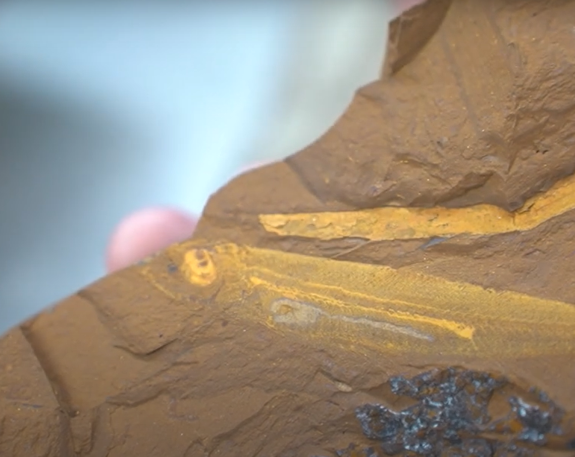 Các hóa thạch cá được bảo quản cực kỳ tốt, một phần là do khoáng chất sắt oxit-hydroxit goethite. Ảnh: @Matthew McCurry. 