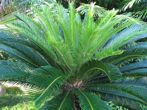 Cây Vạn tuế hay còn có tên là cây Huyết Long. Đây là một trong những loại cây “sinh vượng” trong phong thủy, mang hàm ý tốt đẹp, có lợi cho gia chủ.