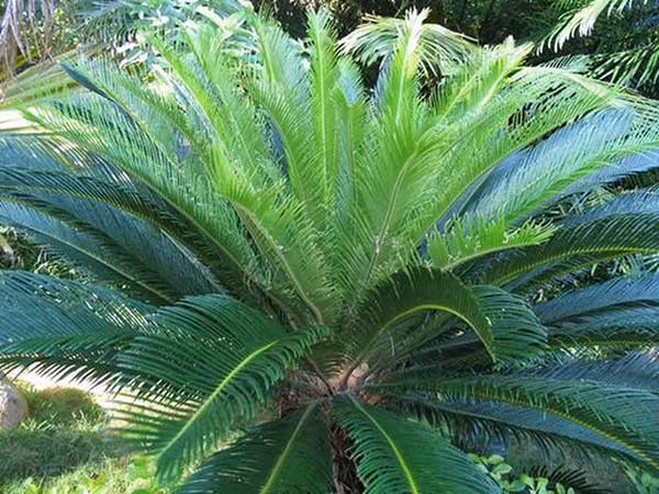 Cây Vạn tuế hay còn có tên là cây Huyết Long. Đây là một trong những loại cây “sinh vượng” trong phong thủy, mang hàm ý tốt đẹp, có lợi cho gia chủ.