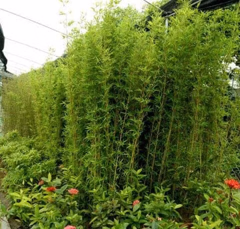 Cây Trúc Quân Tử có lá dài hẹp, thân cành giống cau, còn lá giống lá tre. Theo phong thủy có thể mang lại sự bình yên, xua tà tránh hại cho gia chủ. 