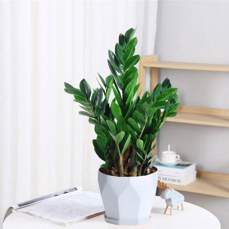 Cây Kim tiền có lá tròn đầy, dễ sinh trưởng, tràn đầy sức sống. Theo phong thủy, cây Kim Tiền có tác dung hút “kim khí” bên ngoài, có lợi cho việc chiêu tài của gia chủ. Chính vì thế đây là loại cây thích hợp bày trong nhà trong dịp năm mới 2022 