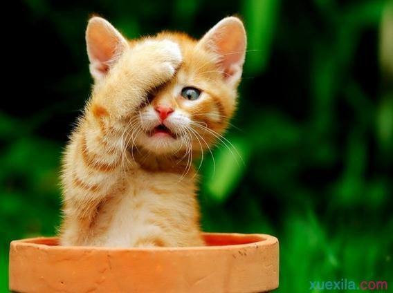 Tuổi Mão: Sự nghiệp: dễ xảy ra tranh cãi trong công việc nên bớt tự cao tự đại. Tài vận: tài vận đi xuống, thất thoát tiền nong. Tình cảm: dễ xảy ra mâu thuẫn trong chuyện tình cảm.