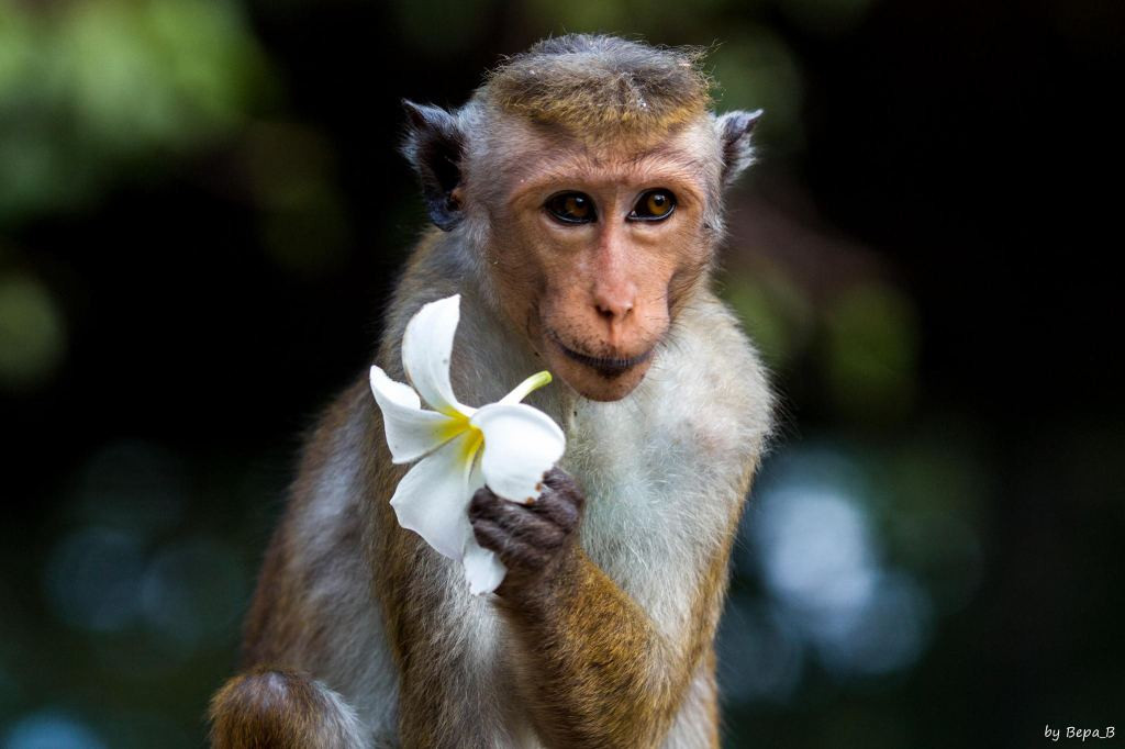 Tuổi Thân: Tuần này, vận thế của người tuổi Thân có nhiều biến động, tài vận hao tổn, công việc gặp nhiều áp lực, sức khỏe không ổn định nhưng chuyện tình cảm lại vô cùng suôn sẻ. Ngày xung kỵ: Thứ hai, ngày không thuận lợi để làm việc lớn. Ngày vượng tài: Thứ tư, được tặng quà hoặc giúp đỡ về tiền bạc. Ngày đào hoa vượng phát: Thứ sáu, nên chủ động hơn nữa trong tình cảm.