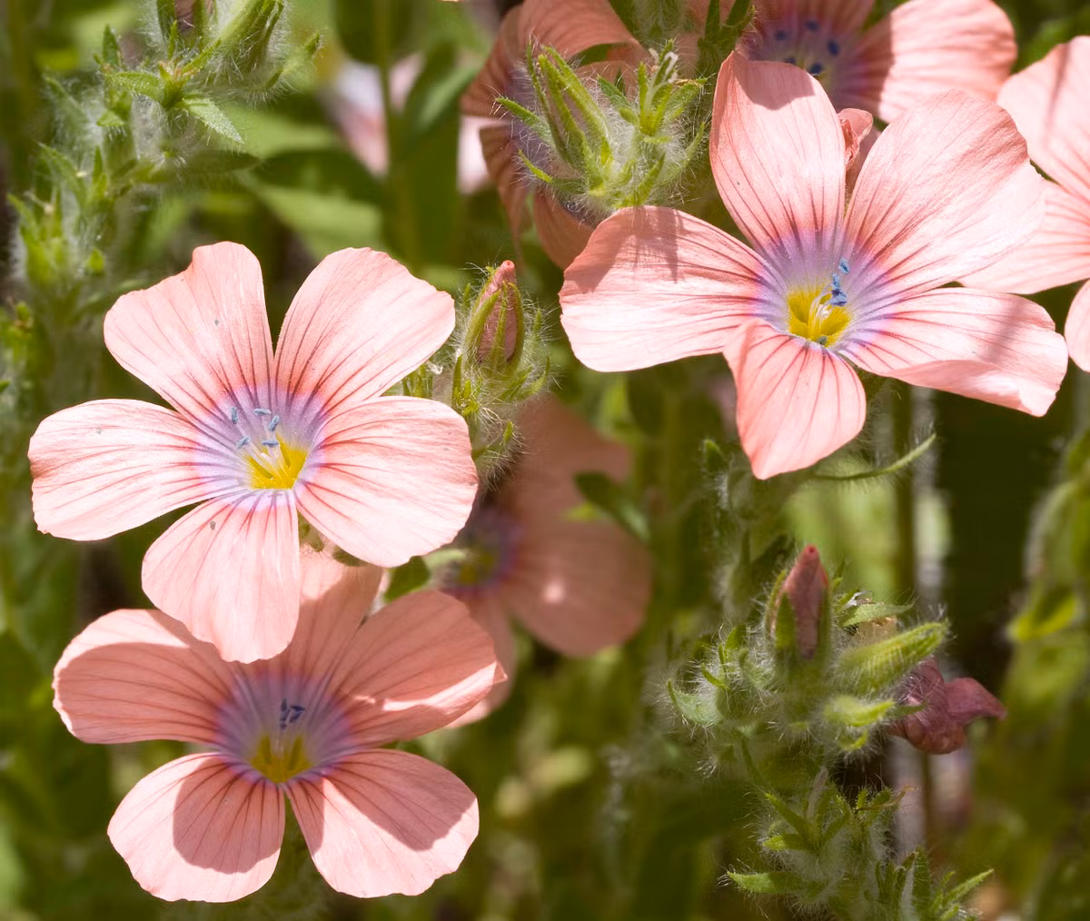 Tuổi Thìn: Vận thế khả quan, được người giúp đỡ: Vận thế của người tuổi Thìn chuyển biến rất khả quan trong thời gian cuối tháng 4, do nhận được sự giúp đỡ của những người xung quanh. Con giáp này không những nhận được sự hỗ trợ từ đồng nghiệp trong công việc mà còn được bạn bè trợ giúp trong cuộc sống. Ảnh: pinterest.com.