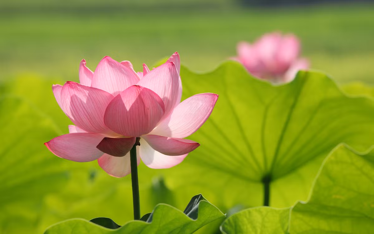 Làm bất cứ việc gì, người tuổi Tý đều đặt ra mục tiêu và luôn tìm mọi cách hoàn thành mục tiêu đã đề ra, con giáp này luôn nhìn nhận mọi việc một cách thật tỉ mỉ, kỹ càng. Ảnh: baidu.com.