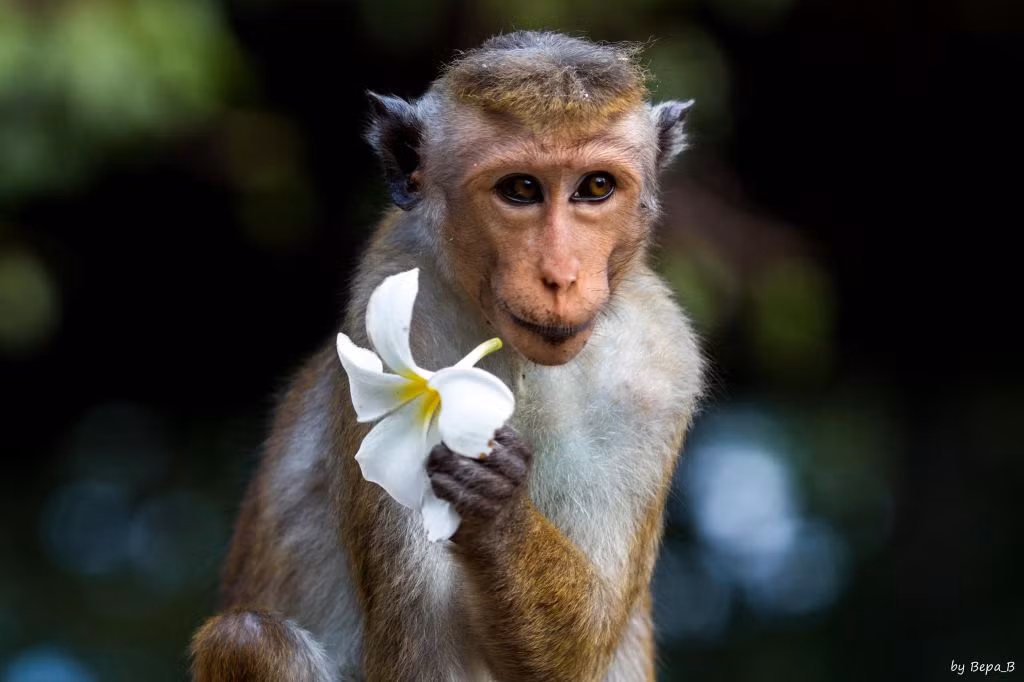 Người tuổi Thân nhận được nhiều tin vui trong công việc, làm việc gì cũng đạt được thành công trong tuần mới. Nguồn thu chính ổn định, nguồn thu phụ đại phát. Con giáp này hài lòng với tình cảm hiện tại. Sức khỏe chú ý phần eo lưng. Con số may mắn: 1, 6. Màu sắc may mắn: màu xanh lam. Hướng may mắn: hướng Bắc. 