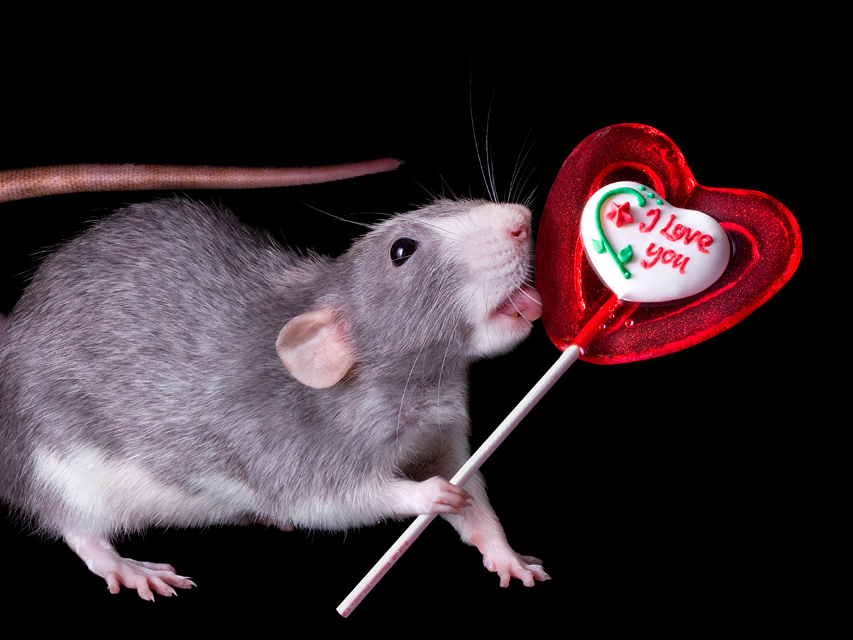 Du doan ngay moi 15/6/2020 cho 12 con giap