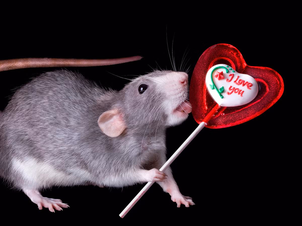 Du doan ngay moi 15/6/2020 cho 12 con giap