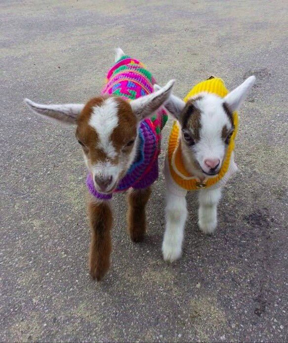  Tuổi Mùi: Dự đoán ngày mới cho 12 con giáp nhắc nhỏ, hôm nay sẽ đầy biến động. Bạn ăn nói quá vô tư nên đắc tội với người khác hoặc sập bẫy tiểu nhân. Hãy sửa cách nói chuyện và tập trung làm việc hơn. 