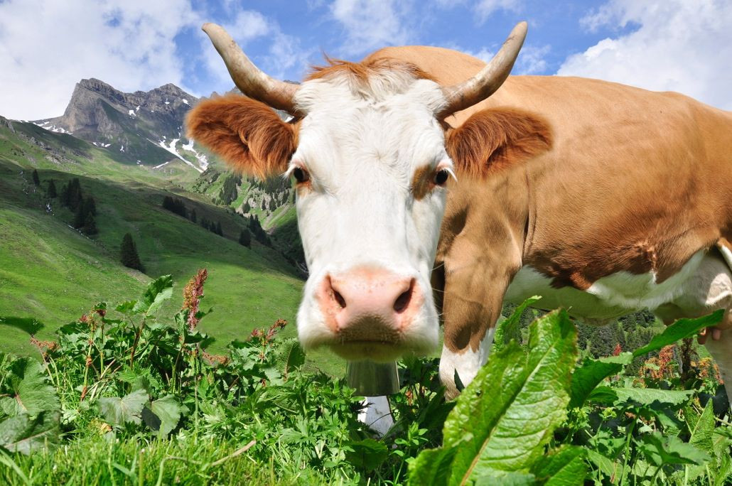  Tuổi Sửu: Hãy học cách bao dung và sống thứ tha tình cảm. Tử vi 12 con giáp thấy rằng, sự bình tĩnh sẽ giúp họ mở ra nhiều cơ hội mới, trải thảm đỏ cho tiền đồ sau này. Nếu vấp phải rào cản hoặc ngáng trở của kẻ tiểu nhân trong tình cảm, hãy cứ bỏ qua.